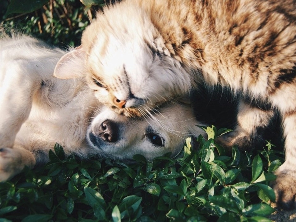 Animali domestici